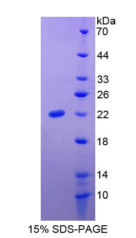 Recombinant Slit Homolog 3 (Slit3)