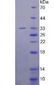 Recombinant Slit Homolog 3 (Slit3)