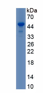 Recombinant Kruppel Like Factor 1, Erythroid (KLF1)