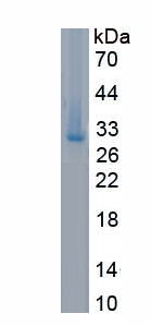 Recombinant Kallikrein 13 (KLK13)