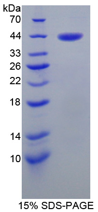 Recombinant Placental Thrombin Inhibitor (PTI)