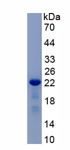 Recombinant Pronociceptin (PNOC)