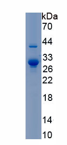 Recombinant Myosin Heavy Chain 4, Skeletal Muscle (MYH4)