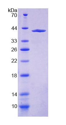 Recombinant Myosin VA (MYO5A)