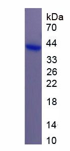 Recombinant Myosin VA (MYO5A)