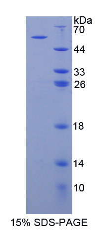 Recombinant Myosin IC (MYO1C)