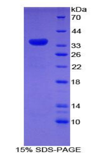 Recombinant Myosin ID (MYO1D)