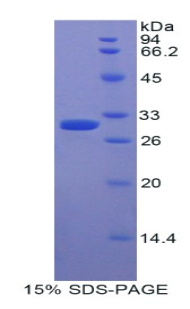 Recombinant Myosin IE (MYO1E)