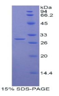 Recombinant Myosin IG (MYO1G)