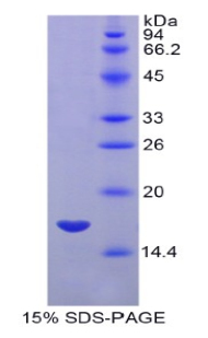 Recombinant Myosin Light Chain 7, Regulatory (MYL7)