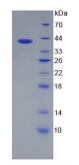 Recombinant Hypoxia Inducible Factor 2 Alpha (HIF2a)