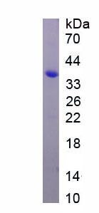 Recombinant Hypoxia Inducible Factor 2 Alpha (HIF2a)