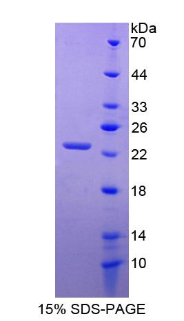 Recombinant Aryl Hydrocarbon Receptor Nuclear Translocator (ARNT)