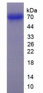 Recombinant Heat Shock Protein 90kDa Alpha A1 (HSP90aA1)