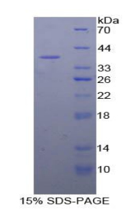 Recombinant Mitogen Activated Protein Kinase Kinase 1 (MAP2K1)