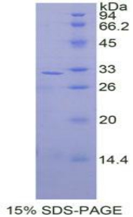 Recombinant Mitogen Activated Protein Kinase Kinase 3 (MAP2K3)