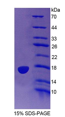 Recombinant Protein Tyrosine Phosphatase, Mitochondrial 1 (PTPMT1)