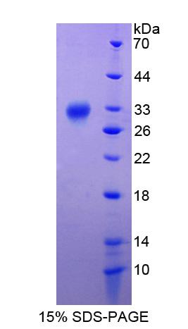 Recombinant Apolipoprotein A1 Binding Protein (APOA1BP)