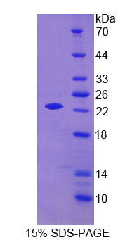 Recombinant Apolipoprotein O (APOO)