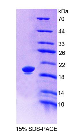 Recombinant Low Density Lipoprotein Receptor Related Protein 11 (LRP11)