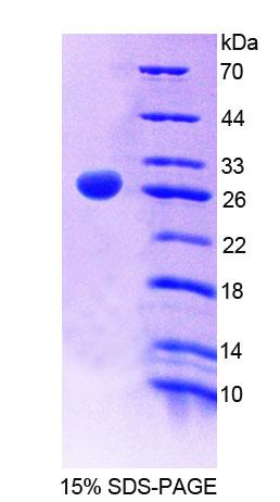 Recombinant Glypican 5 (GPC5)