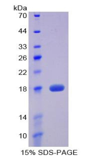 Recombinant Preprovasopressin (VP)