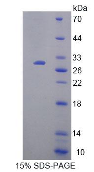 Recombinant High Mobility Group Protein 20B (HMG20B)
