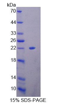 Recombinant High Mobility Group Box Protein 4 (HMGB4)