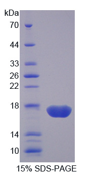 RPD774Hu01.jpg