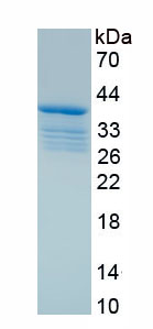 Recombinant Galanin Like Peptide (GALP)