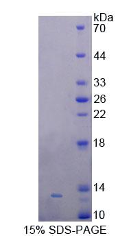 Recombinant Galanin Like Peptide (GALP)