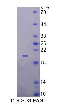 Recombinant Galanin Receptor 4 (GALR4)