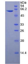 Recombinant Thrombospondin 4 (THBS4)