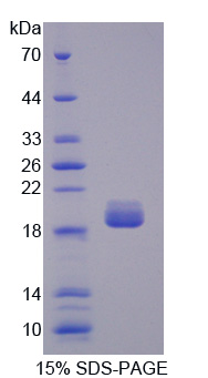 Recombinant Phospholipase A2, Pancreas (pPLA2)