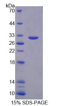 Recombinant Phospholipase A2, Group III (PLA2G3)