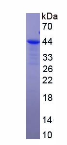 Recombinant Phospholipase A2, Group X (PLA2G10)