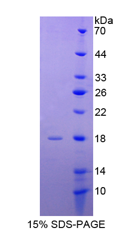 Recombinant Insulin Like Protein 3 (INSL3)