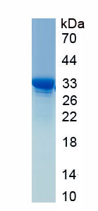 Recombinant Insulin Like Protein 3 (INSL3)