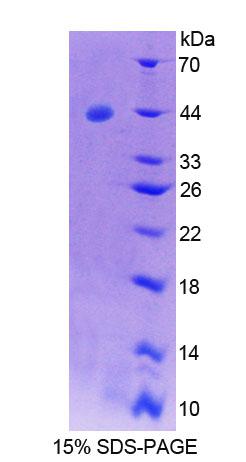 Recombinant Syncollin (SYCN)