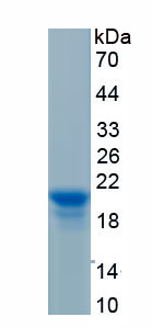 Recombinant Peptidoglycan Recognition Protein 1 (PGLYRP1)