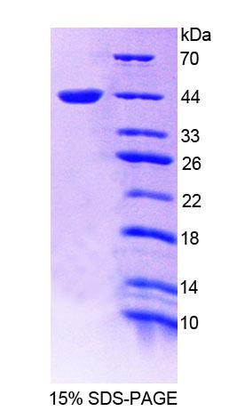 Recombinant Nuclear Receptor Subfamily 1, Group D, Member 1 (NR1D1)