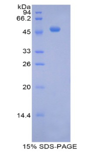 Recombinant Pregnane X Receptor (PXR)