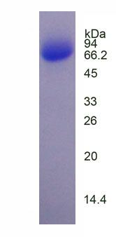 Recombinant Photoreceptor Cell Specific Nuclear Receptor (PNR)