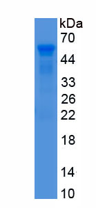 Recombinant Cathepsin G (CTSG)