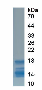 Recombinant CREB Regulated Transcription Coactivator 3 (CRTC3)