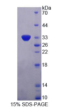 Recombinant Perilipin 4 (PLIN4)