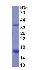 Recombinant Perilipin 4 (PLIN4)