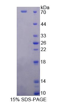 Recombinant Neutral Sphingomyelinase Activation Associated Factor (NSMAF)