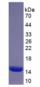 Recombinant Cannabinoid Receptor 2, Macrophage (CNR2)