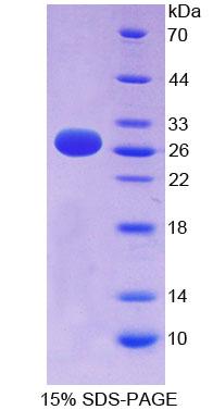 Recombinant EFNA3